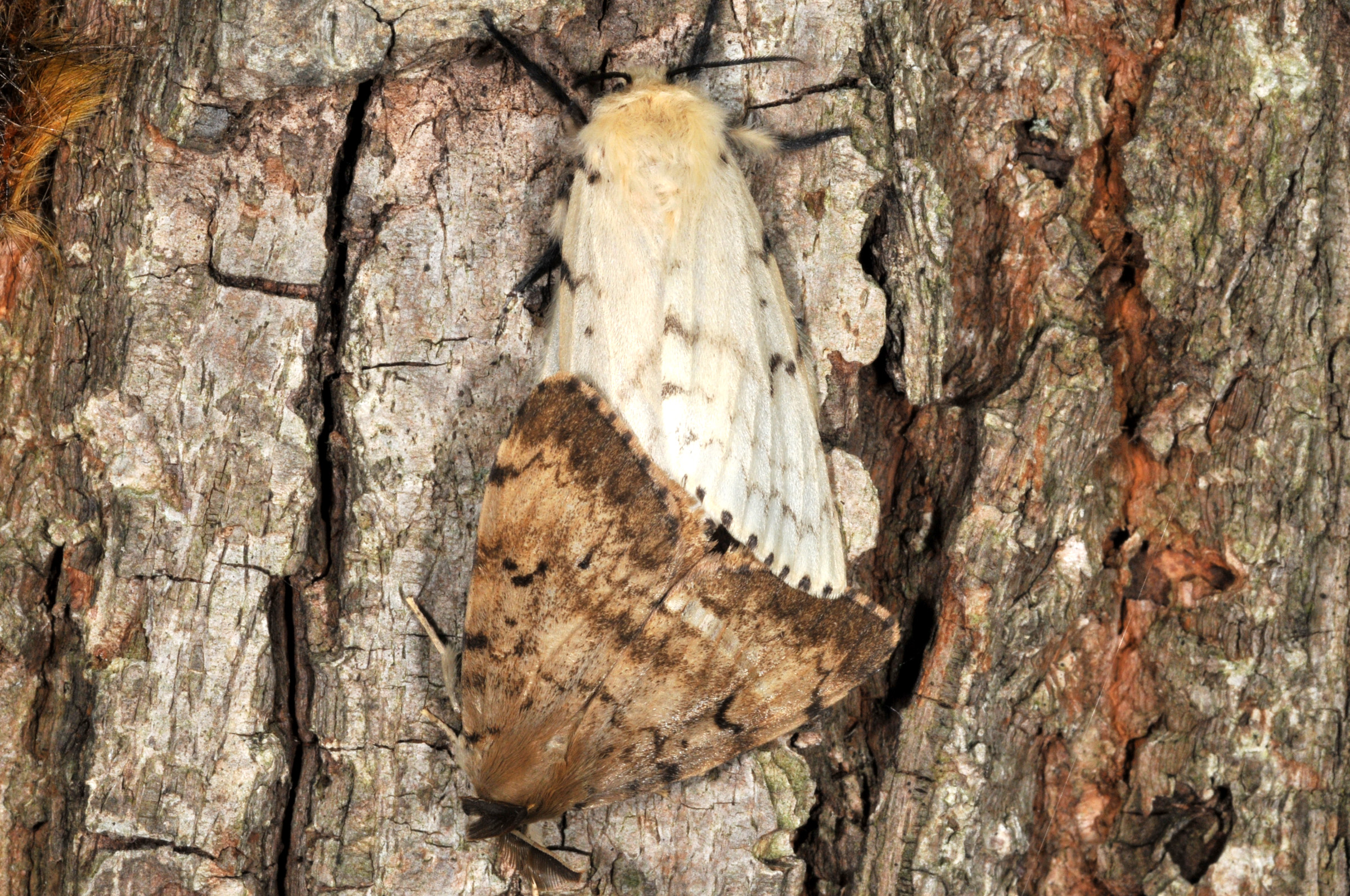 Spongy moths mating. (Photo Credit: John Obermeyer)